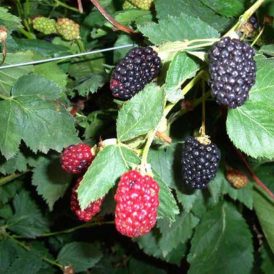 Blackberry Mistakes and Smoothies Image